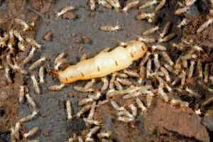 Termites with Queen