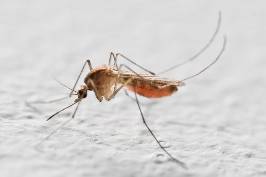 Will Mosquitos Ever Rule the World?