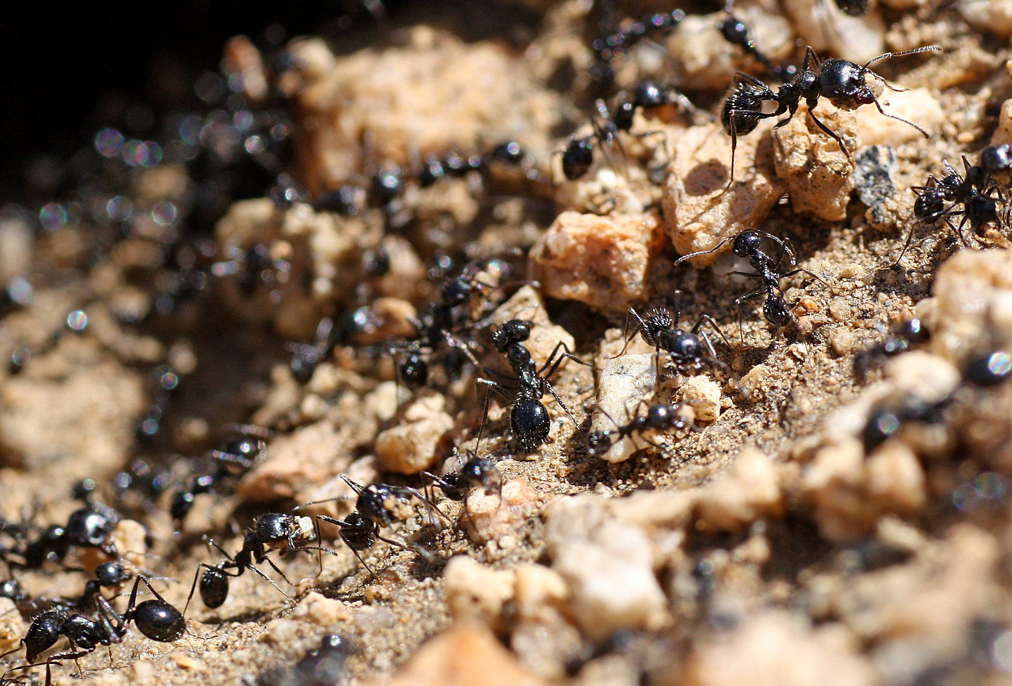 The Top Pests Destroying Your Lawn