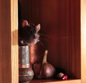 Rodent Control by Gato Pest