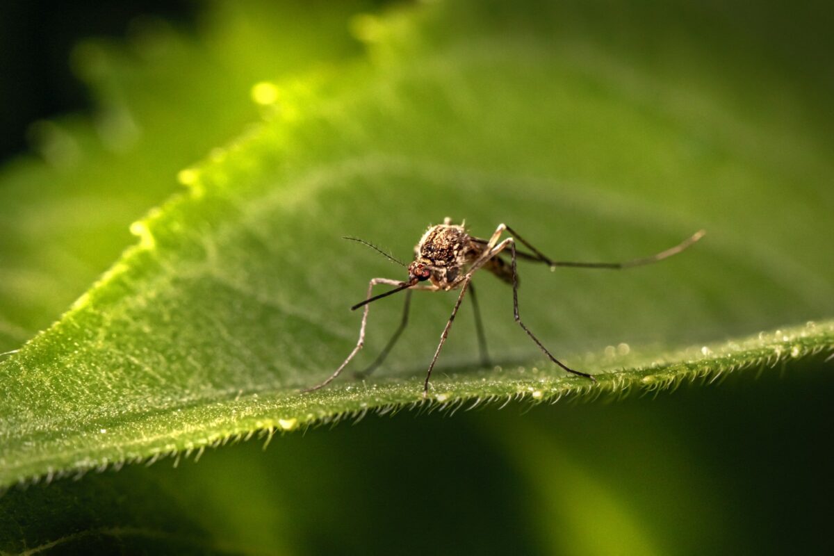 mosquito on a leaf with mosquito control offered by Gato Guard Pest Control