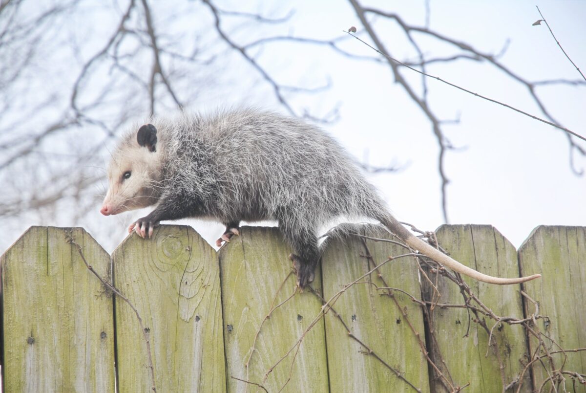 Wildlife Removal services offered by Gato Guard for possums and more