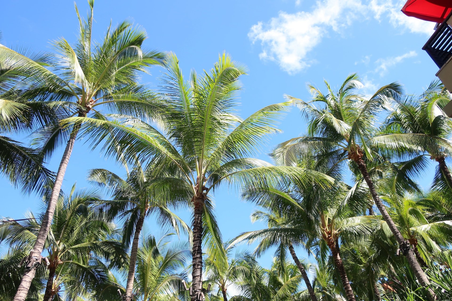 Keeping Your Palms Picture-Perfect