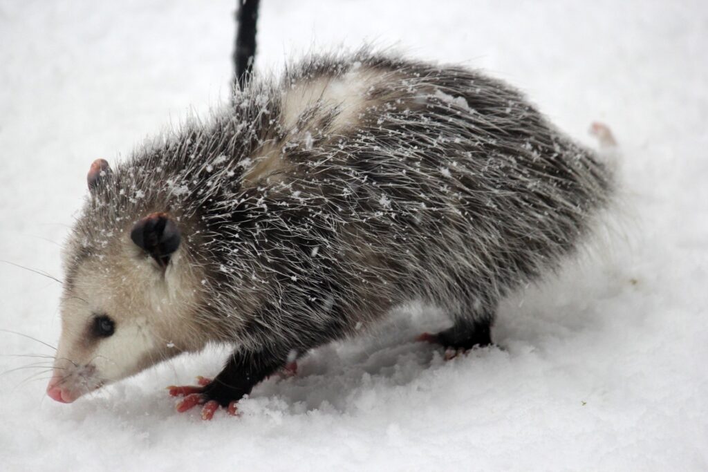 winter time pest opossum in snow