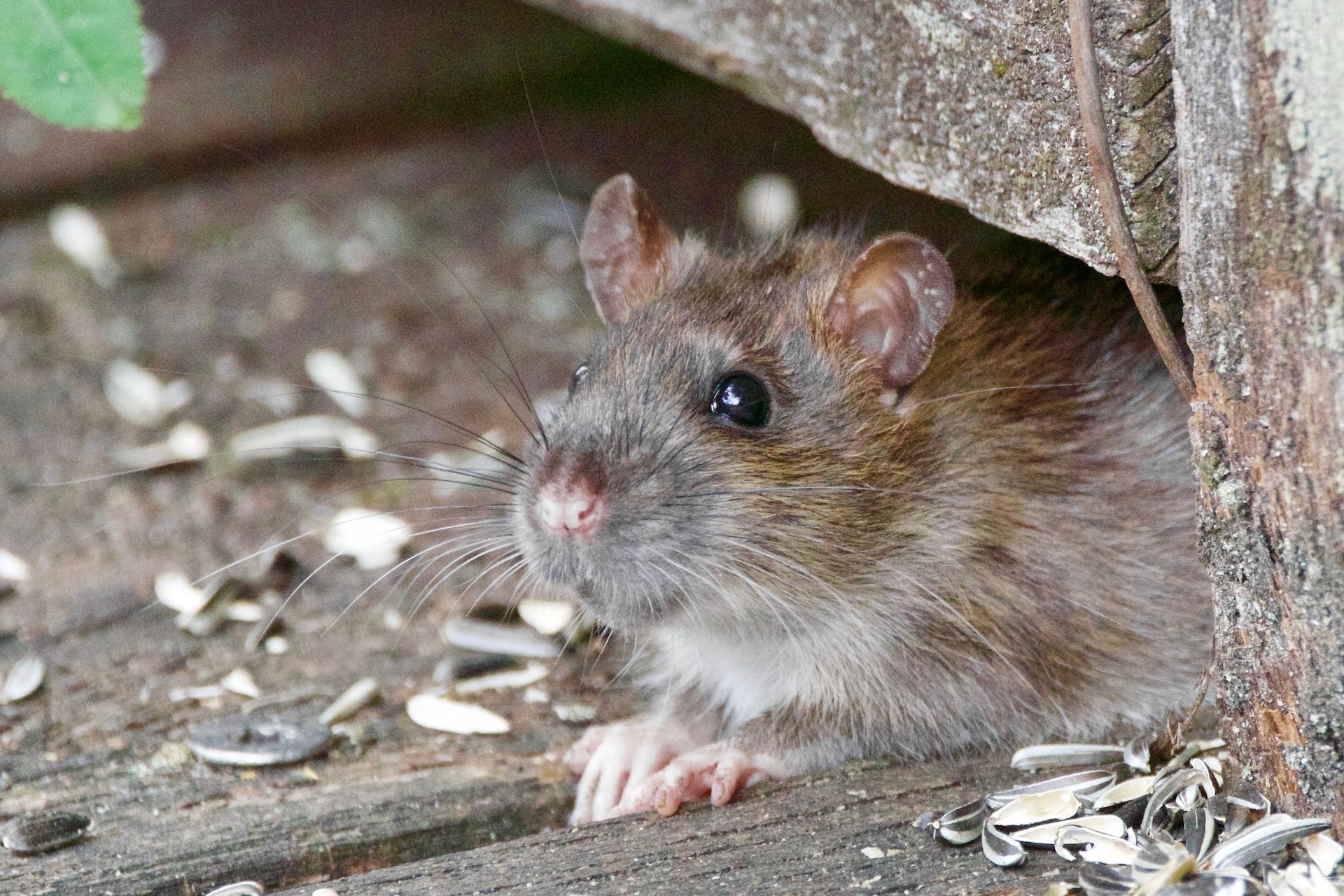 Rodent Snacks: A Shocking Surprise!