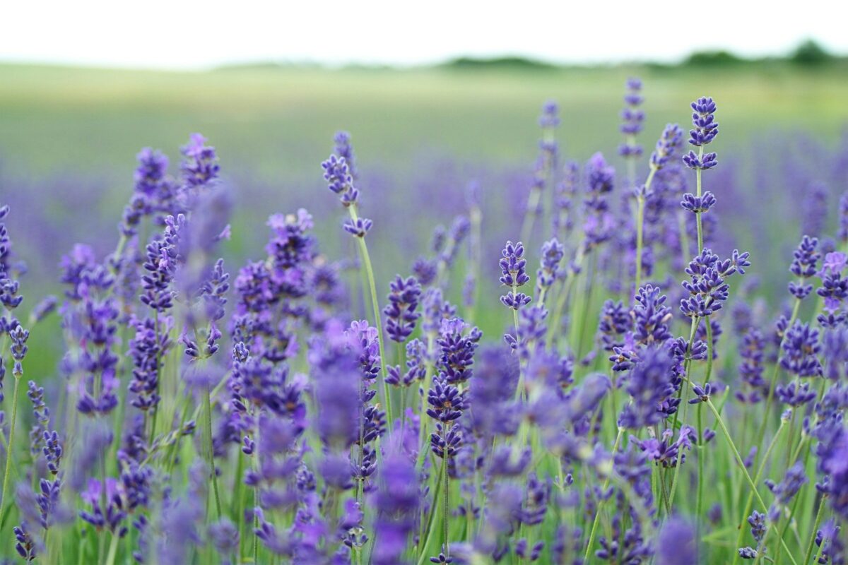 lavender which helps to protect against pests and deter insects