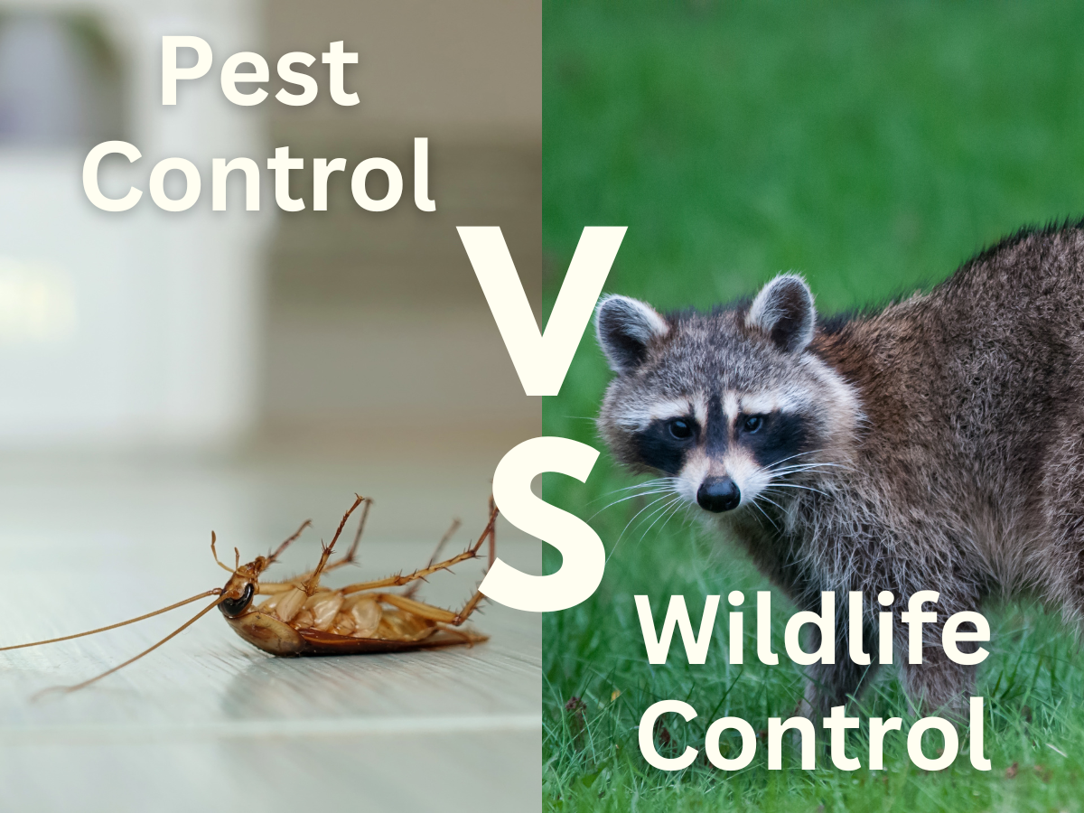 Pest Control VS Wildlife Control