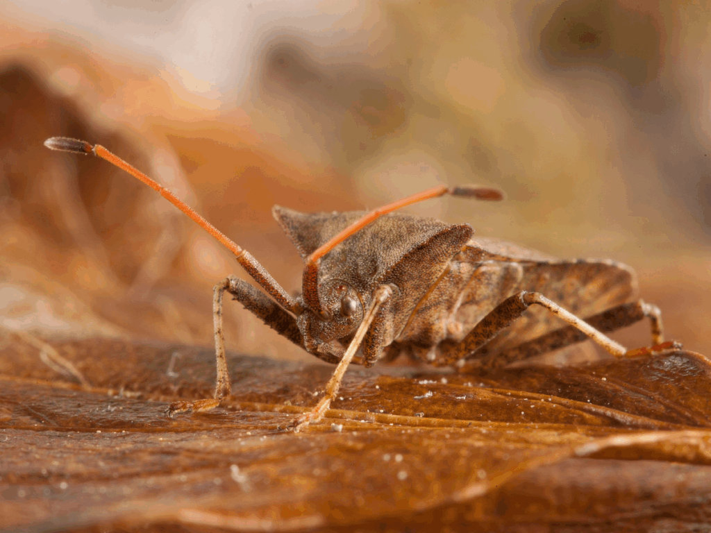 stink bugs can be a smelly pest that singes your sense of smell and destroys your crops, Gato Guard pest control services can help. blog photo