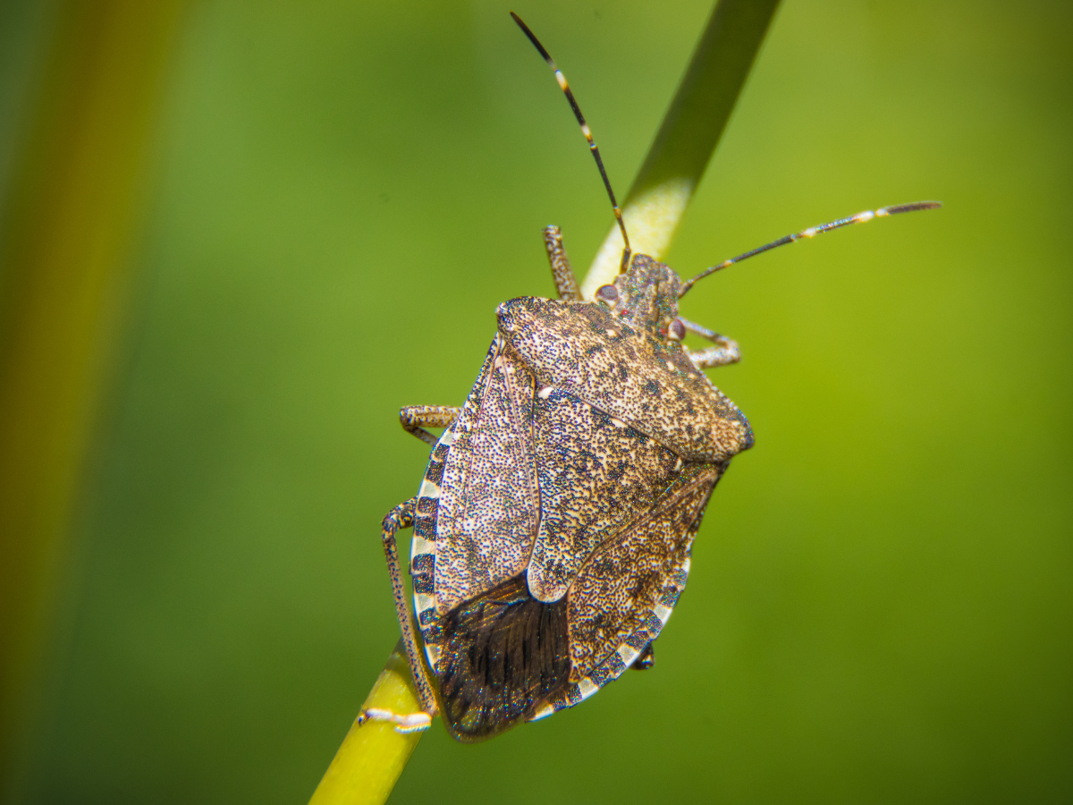 What’s the Stink with Stink Bugs?