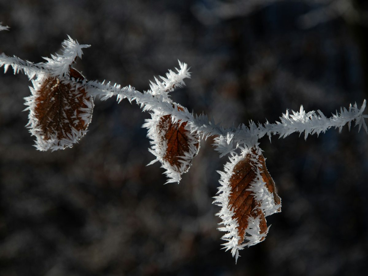 Bugs on Ice: Insect Wintering Tricks