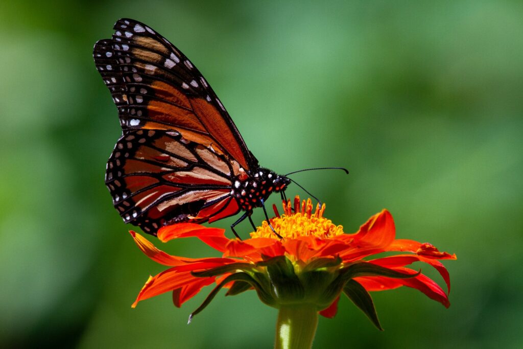 monarch butterfly from Winter Survival secrets of insects, bugs, and pests BLOG PHOTO