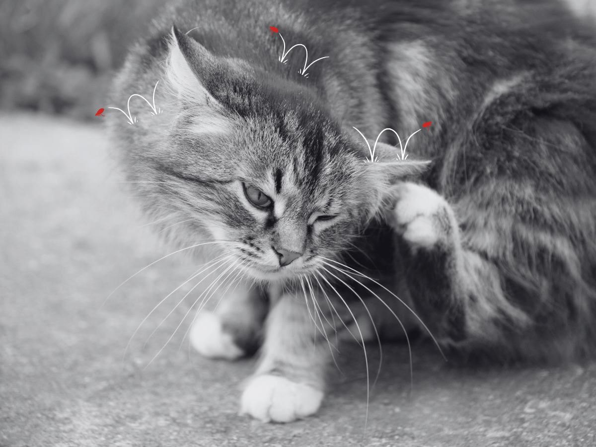 FLEAS: The Tiny Terrors!