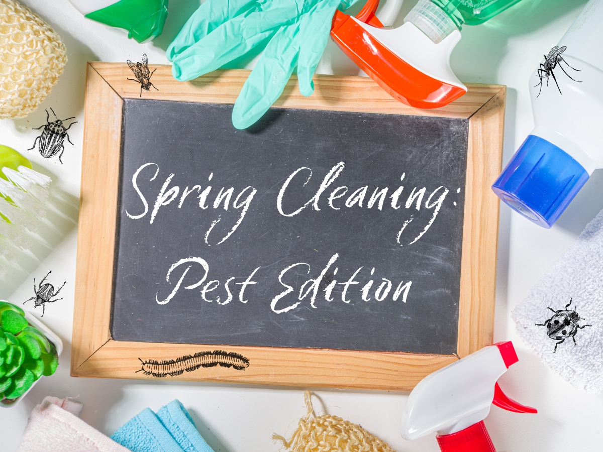 Spring Cleaning: Pest Edition
