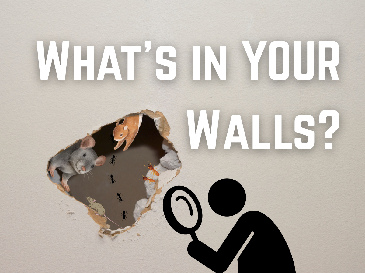 What’s In YOUR Walls?