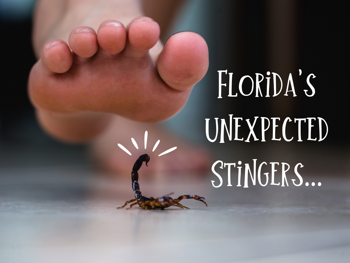 Florida’s Unexpected Stingers