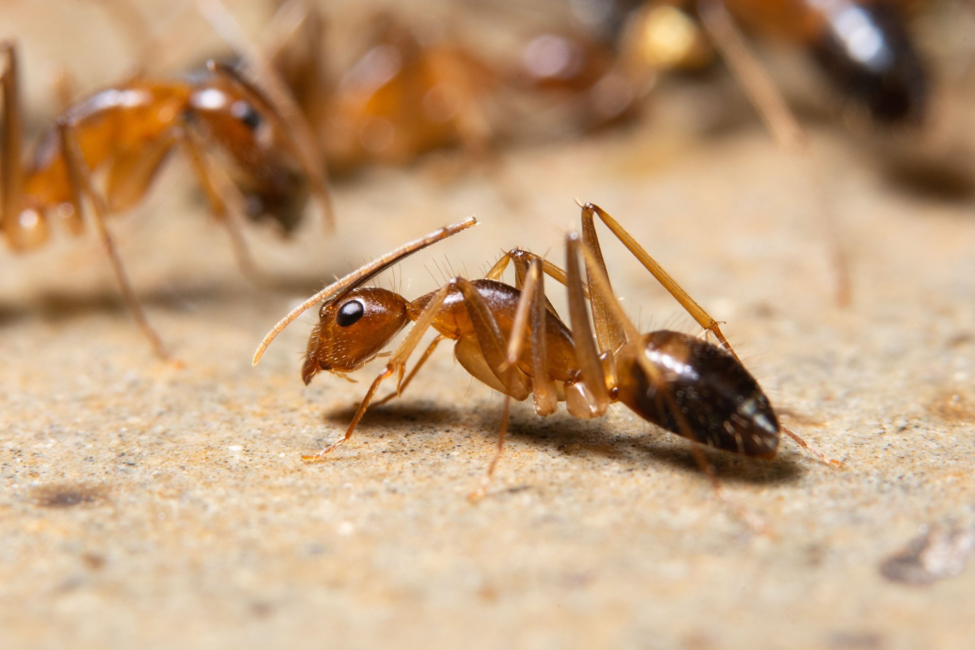 Top 8 Reasons to Choose Gato Lawn & Pest Control for Ant Control