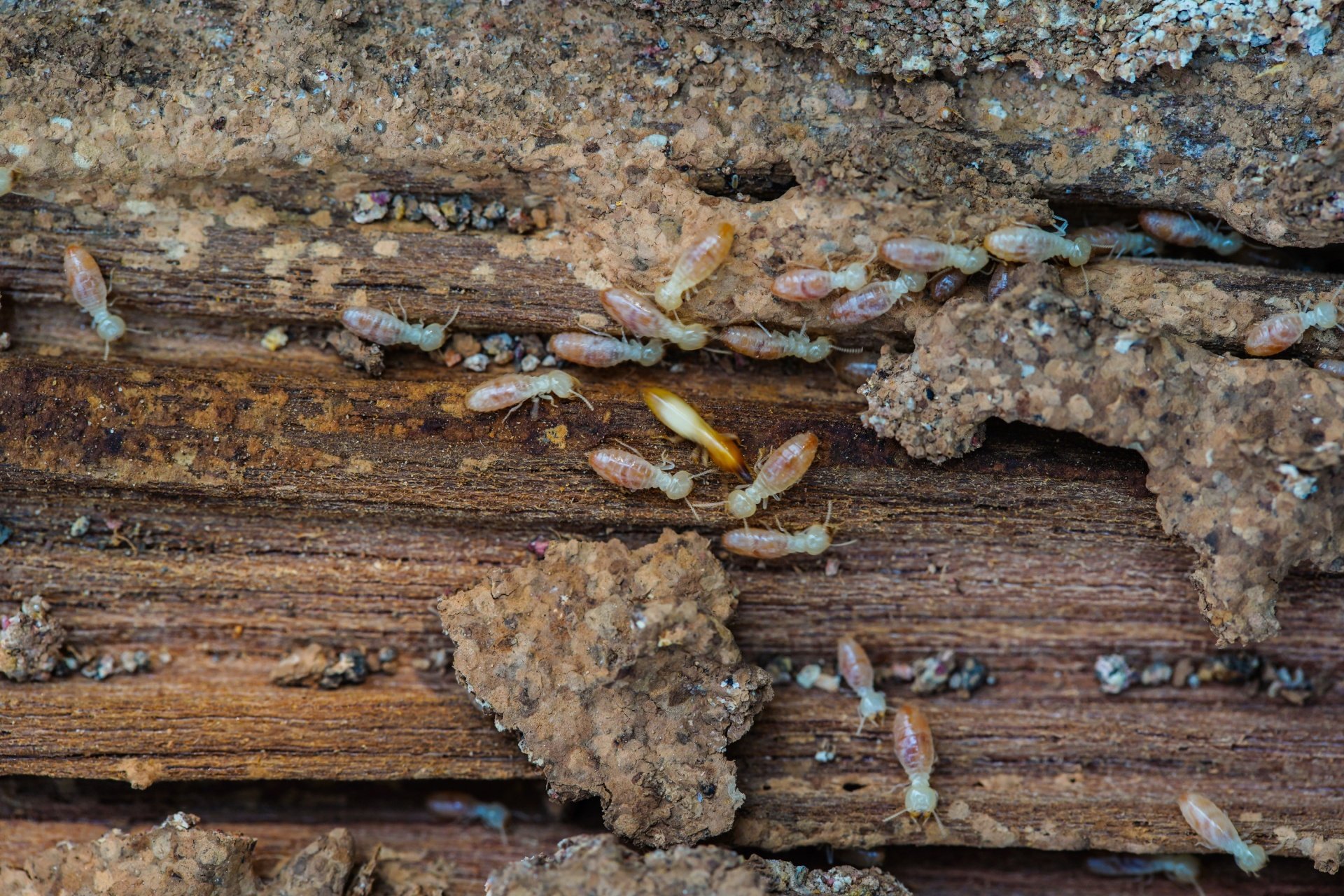 Top 10 Reasons to Choose Gato Lawn & Pest Lawn & Pest Control for Termite Control