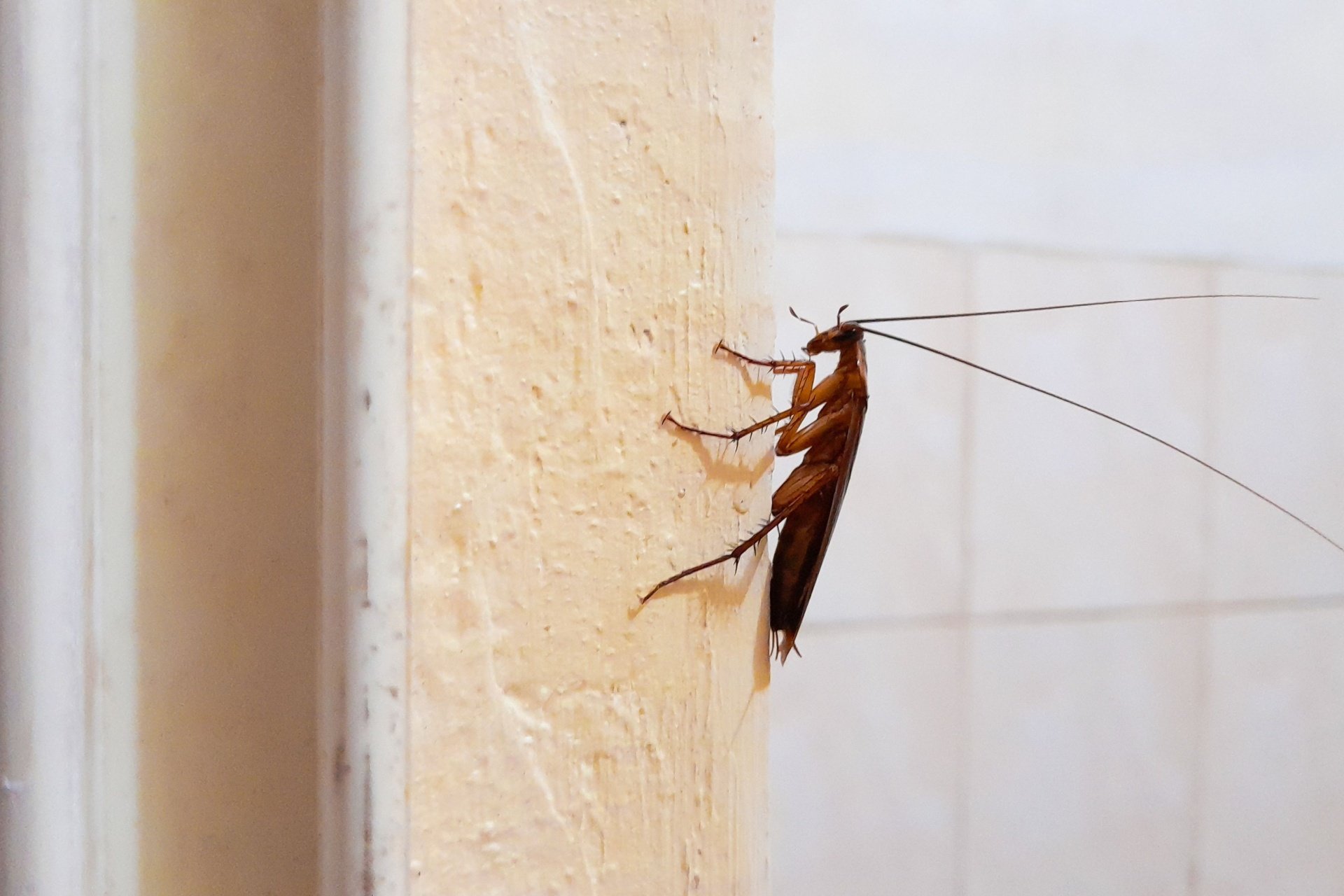 Top 8 Reasons to Choose Gato Lawn & Pest Control for Cockroach Control