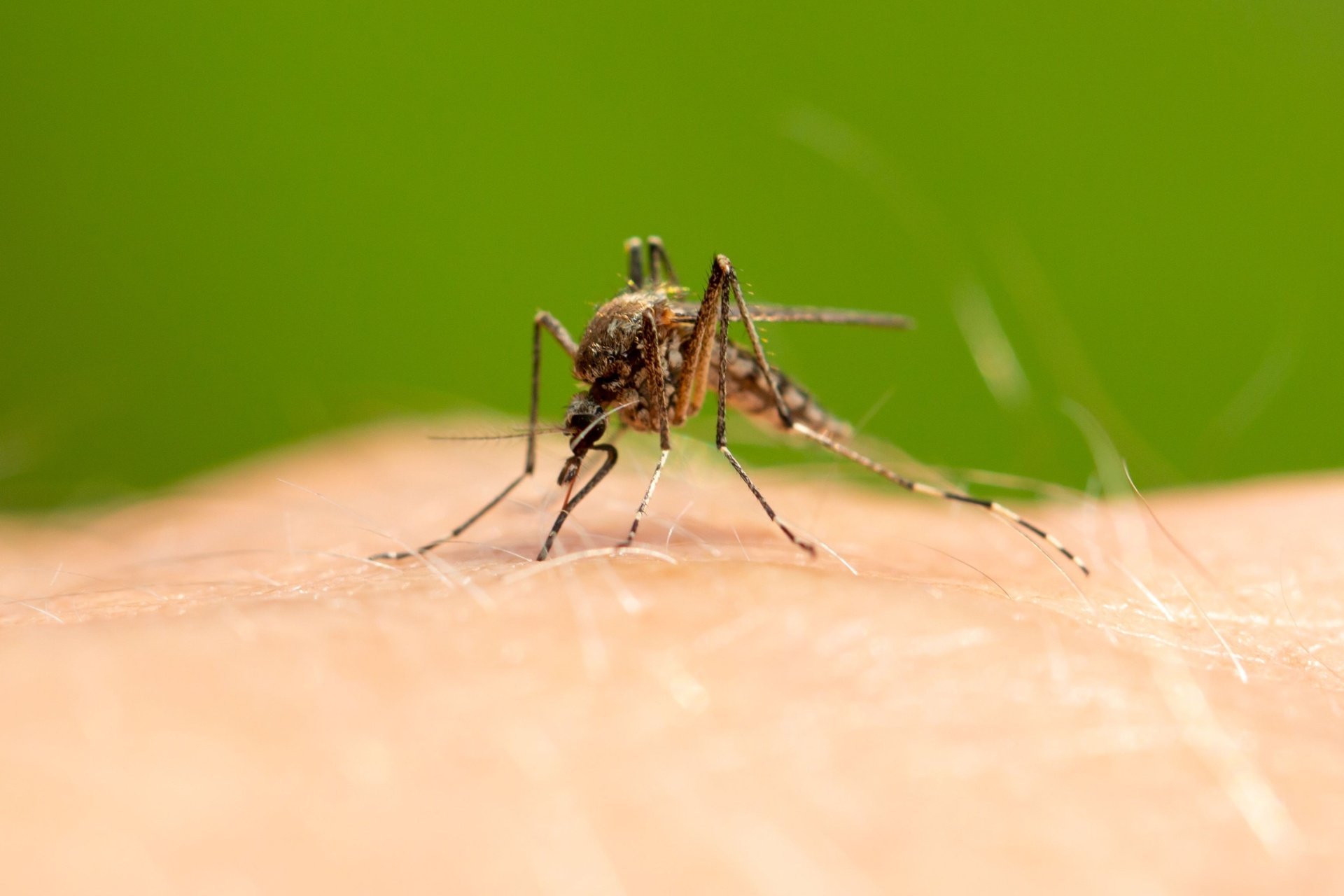 Top 9 Reasons to Choose Gato Lawn & Pest Control for Mosquito Control