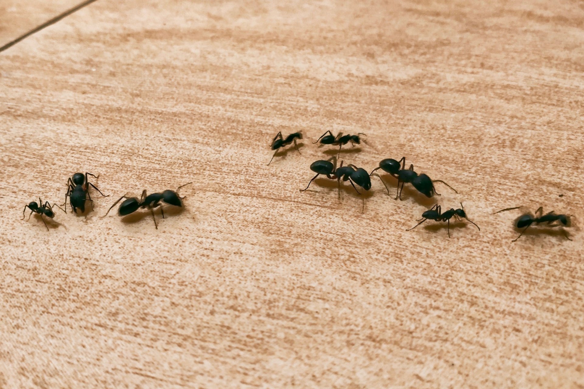 Who’s the Best Exterminator for Getting Rid of Ants in Orlando?
