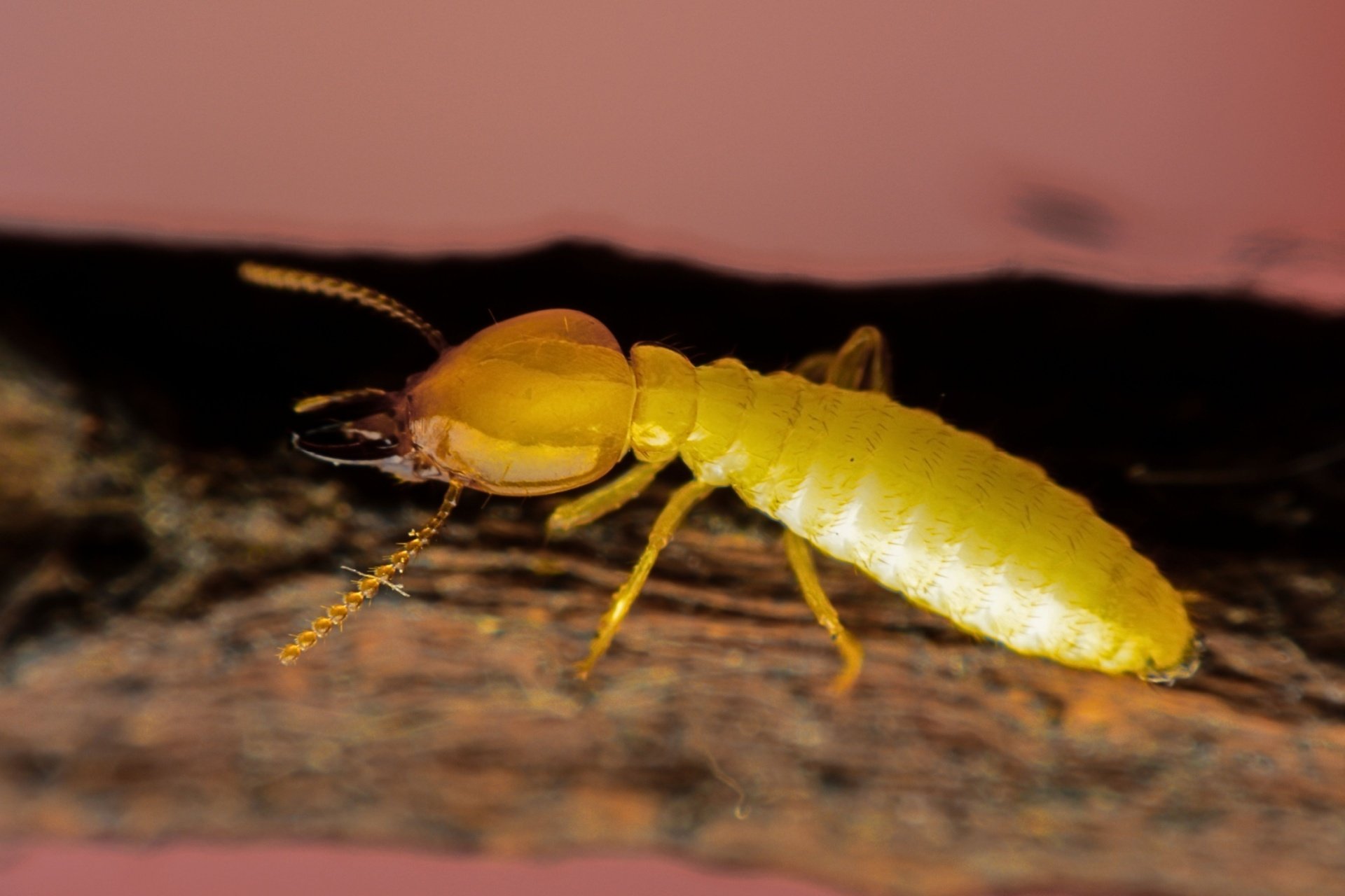 Who’s the Best Pest Control Company for WDO Inspections in Orlando, FL?