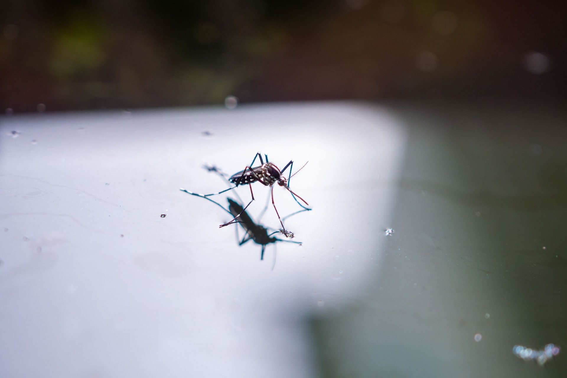 Who’s the Best Pest Control Company for Getting Rid of Mosquitoes in Orlando, FL?