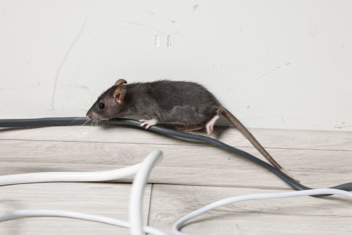 Who’s the Best Exterminator for Rodent-Proofing Your Home in Orlando?